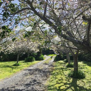 Auckland Flower workshops